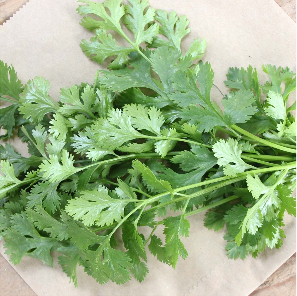 Coriander Bunch