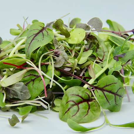 MicroMix Microgreens Punnet